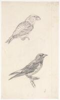 KT 2009 028-405
          <br/>
          Kruisbek en onbekende vogel.
          <br/>
          <em>Trigt, Stephanus Hendrik Willem van (1790-1840)</em>